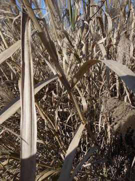 Image of Arundo plinii Turra