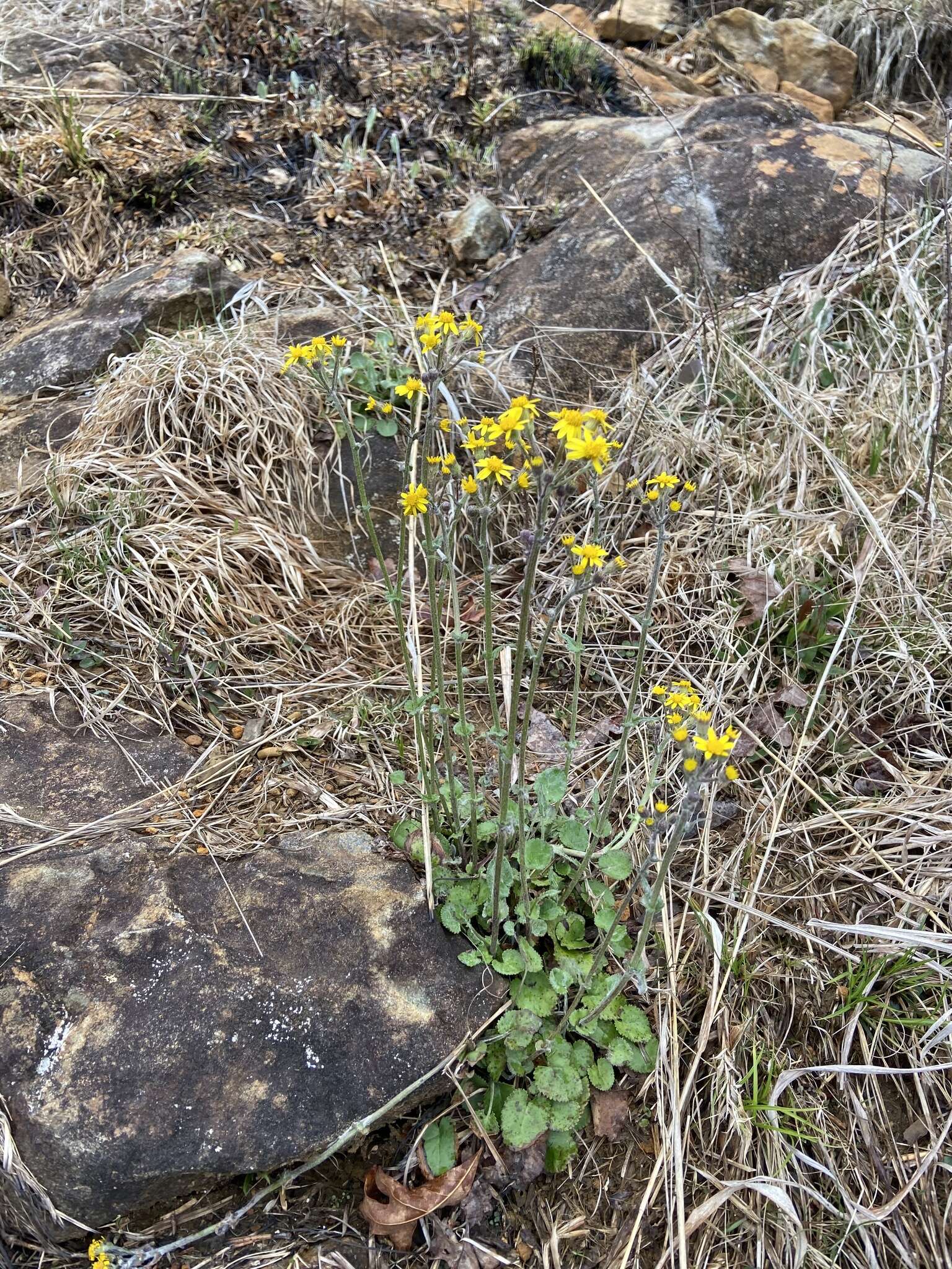 Image of serpentine ragwort