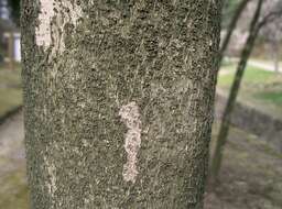 Image of Ilex latifolia C. P. Thunb. ex A. Murray