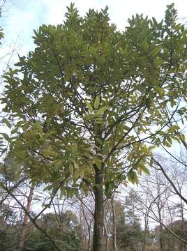 Image of Ilex latifolia C. P. Thunb. ex A. Murray