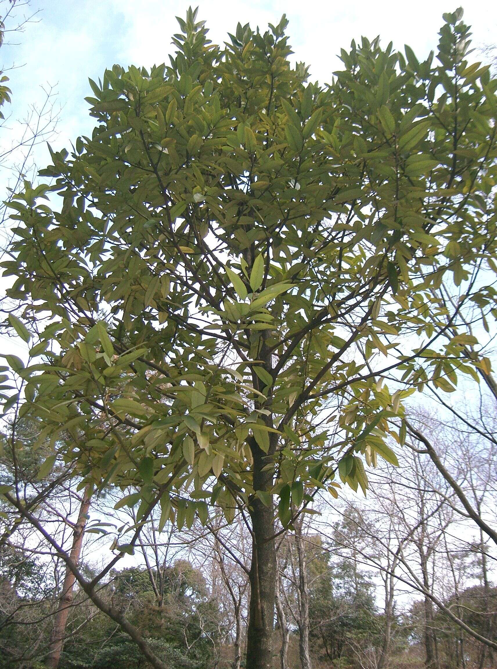 Image de Ilex latifolia C. P. Thunb. ex A. Murray