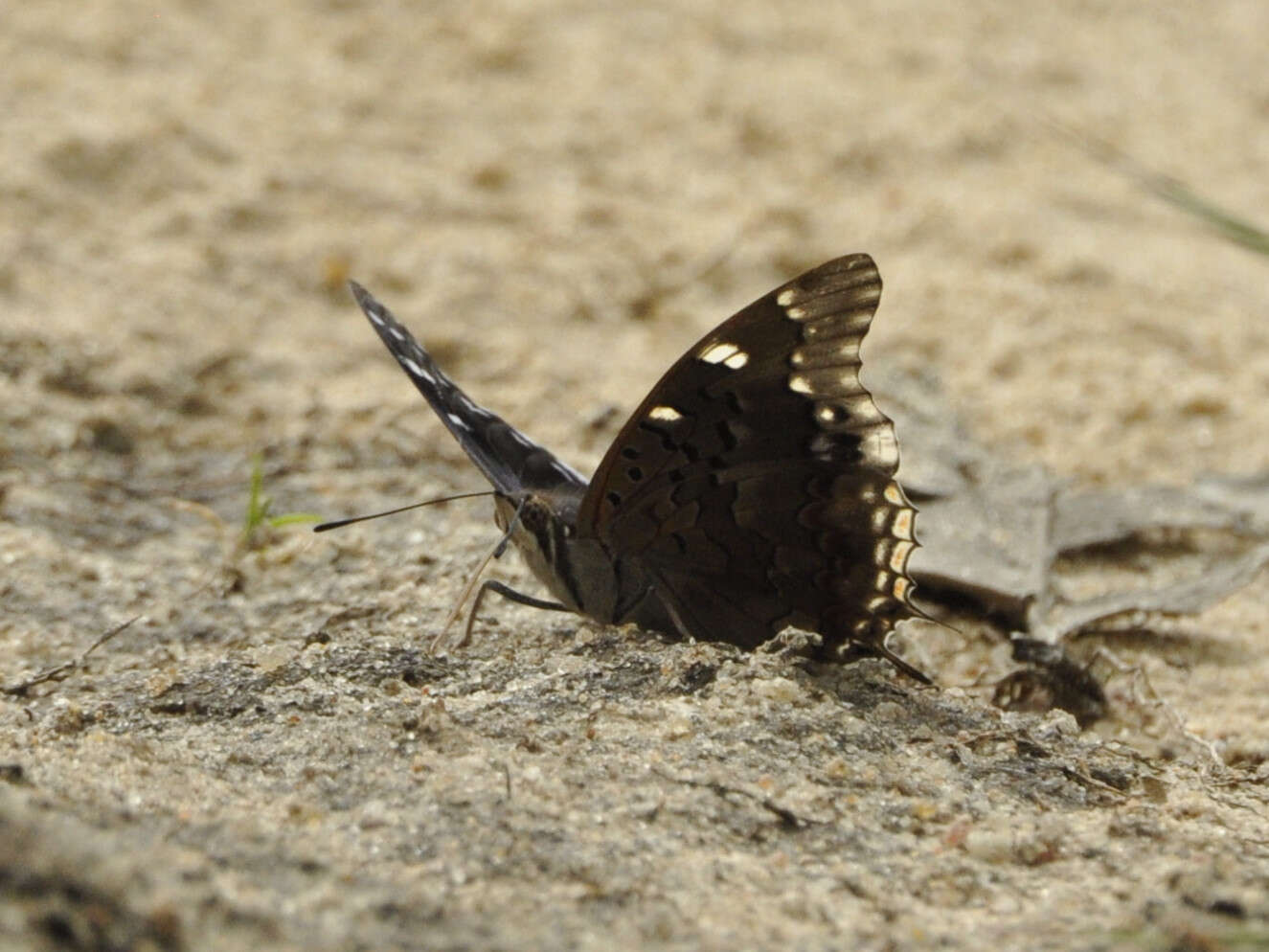 Image of Blue-spangled Charaxes