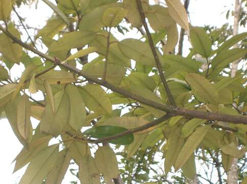 Image de Ilex latifolia C. P. Thunb. ex A. Murray