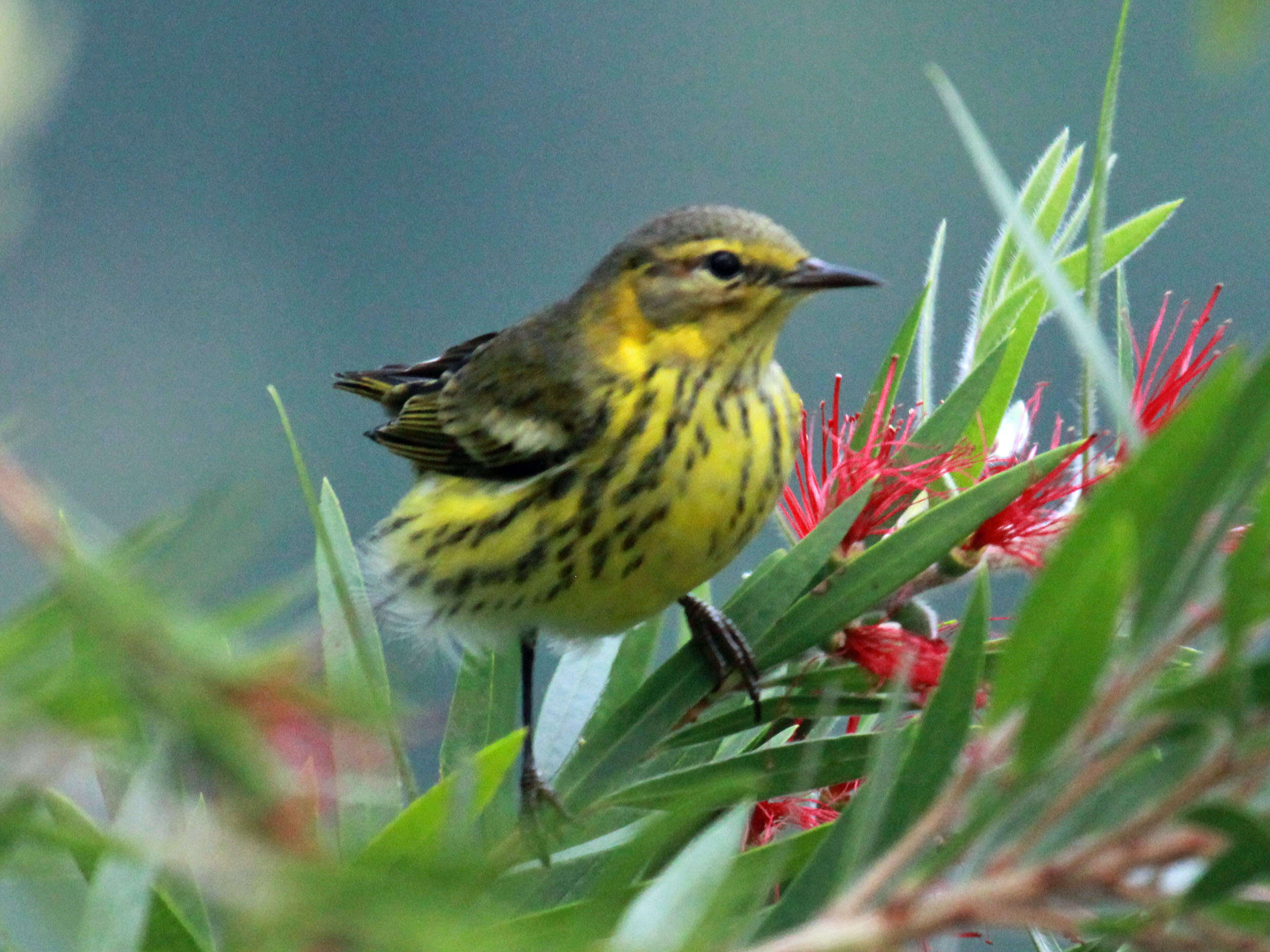 Image of Cape May Warbler