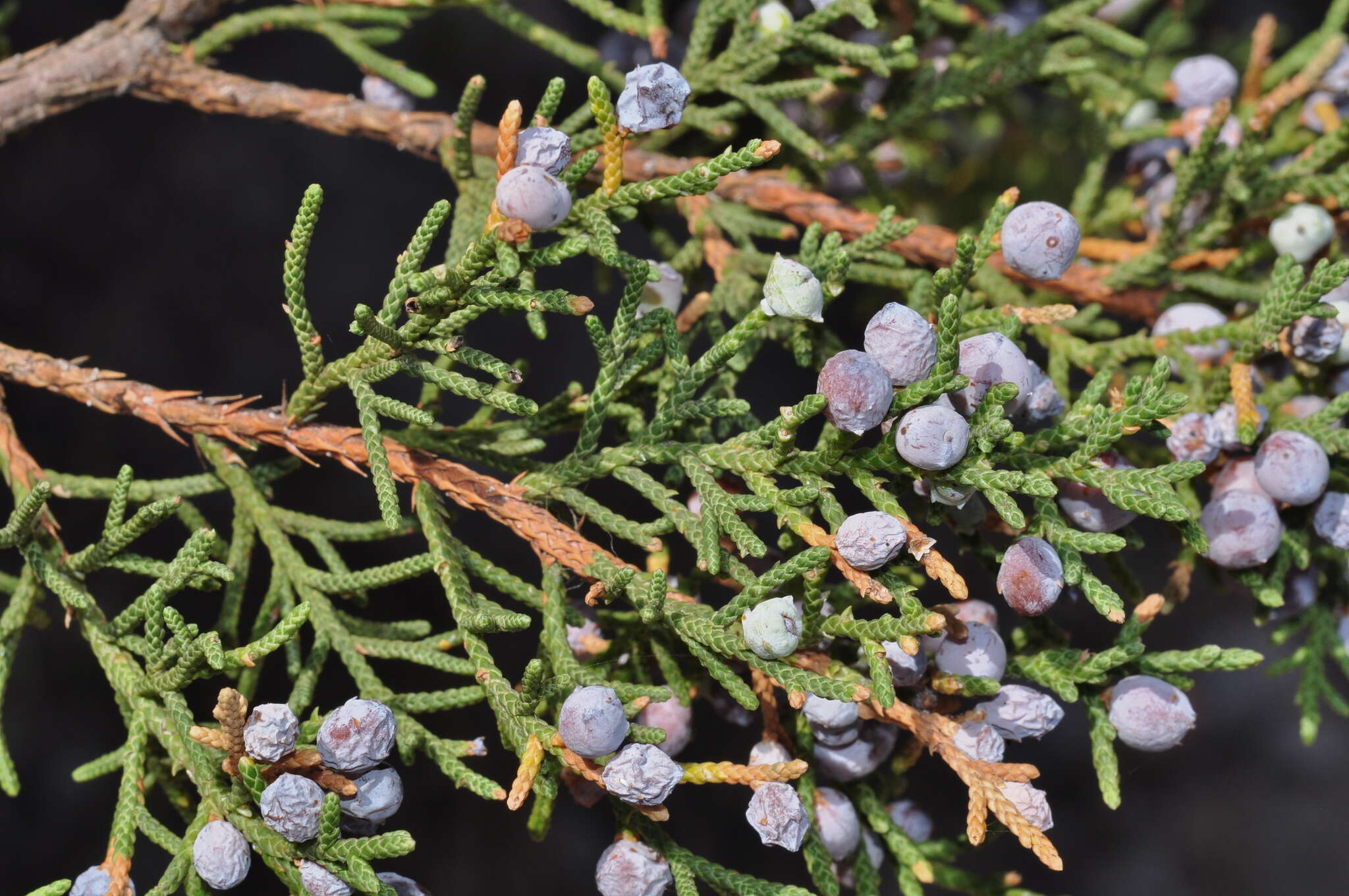 Image of Juniperus saltillensis M. T. Hall