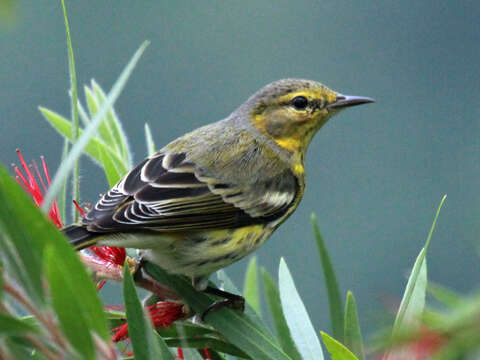 Image of Cape May Warbler