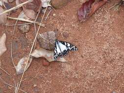 Image de Graphium morania (Angas 1849)