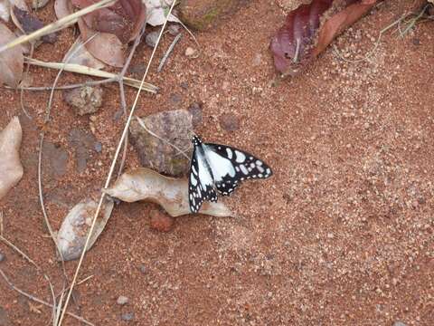 Imagem de Graphium morania (Angas 1849)