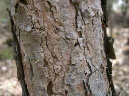 Image of Japanese Red Pine