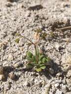 Image of chickweed oxytheca