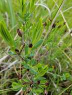 صورة Hypericum kalmianum L.