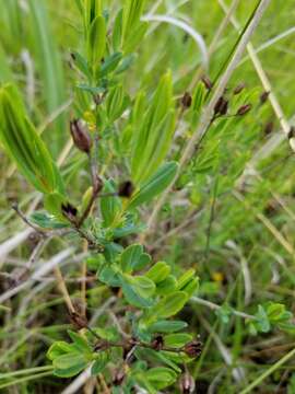 صورة Hypericum kalmianum L.