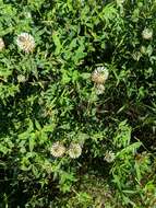 Image of arrowleaf clover