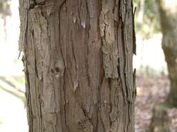 Image of Hinoki Cypress