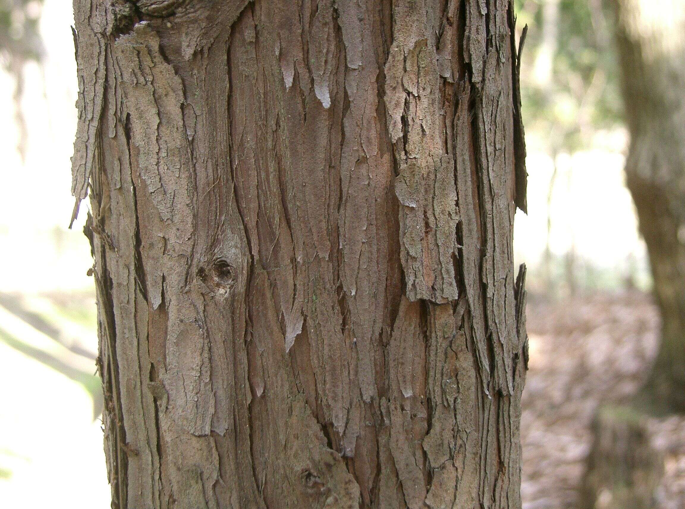 Image of Hinoki Cypress