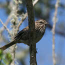 Image of Melospiza melodia graminea Townsend & CH 1890