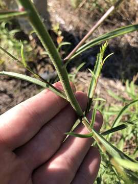 Image of Hooker's scratchdaisy