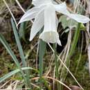 صورة Narcissus moschatus L.