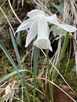 صورة Narcissus moschatus L.