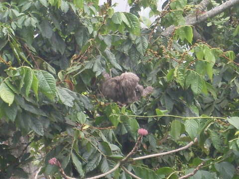 Image of Pale-throated Sloth