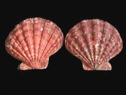 Image of Nodipecten Dall 1898