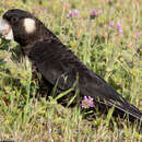 Image of Carnaby's Black Cockatoo