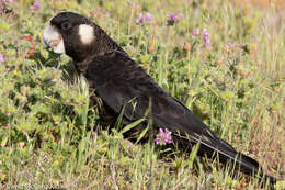 Image of Carnaby's Black Cockatoo