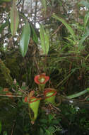 Image of Nepenthes jacquelineae Clarke, Davis & Tamin