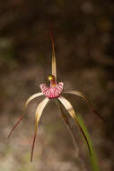 Image of Drooping spider orchid