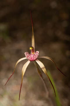 Image of Drooping spider orchid