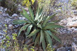 Agave xylonacantha Salm-Dyck resmi