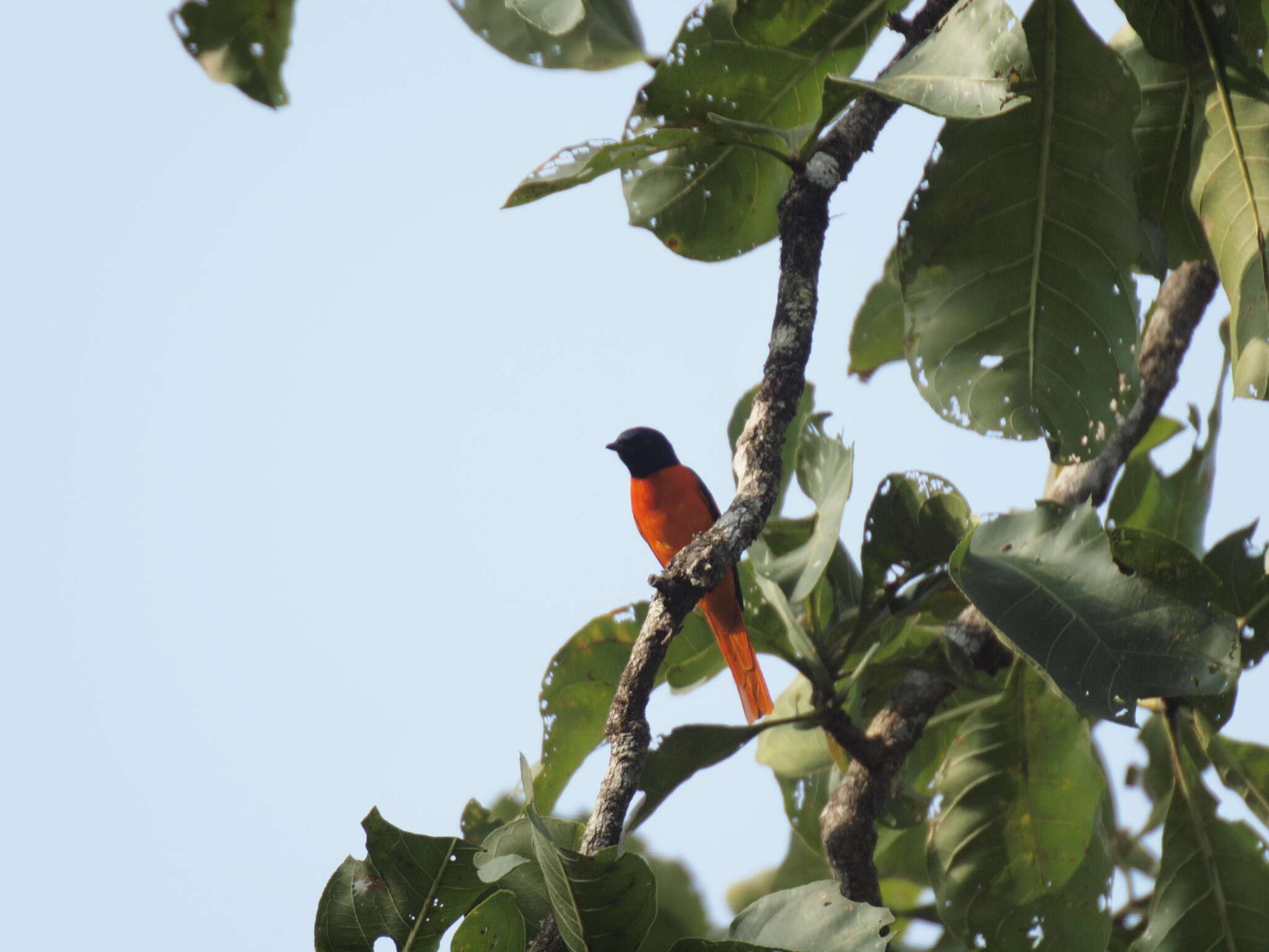 Image of Orange Minivet