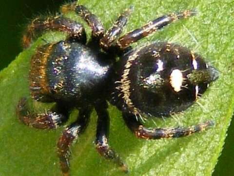 Phidippus audax (Hentz 1845) resmi