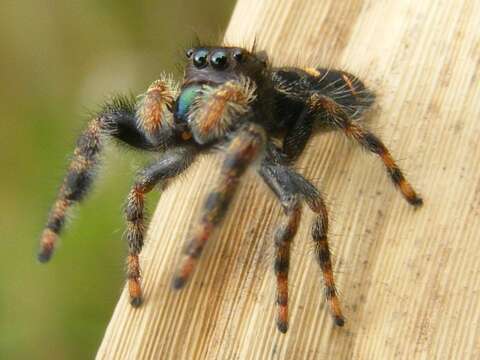 Phidippus audax (Hentz 1845) resmi