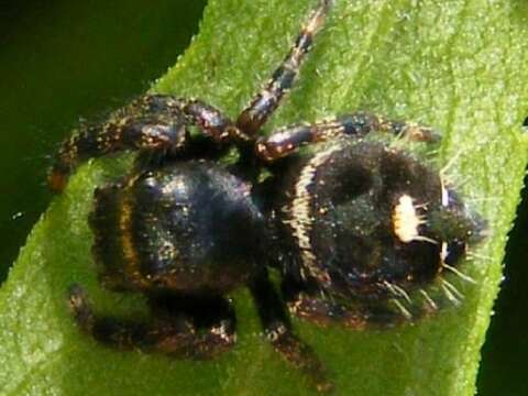 Phidippus audax (Hentz 1845) resmi