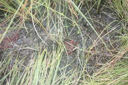 صورة Drosera burkeana Planch.