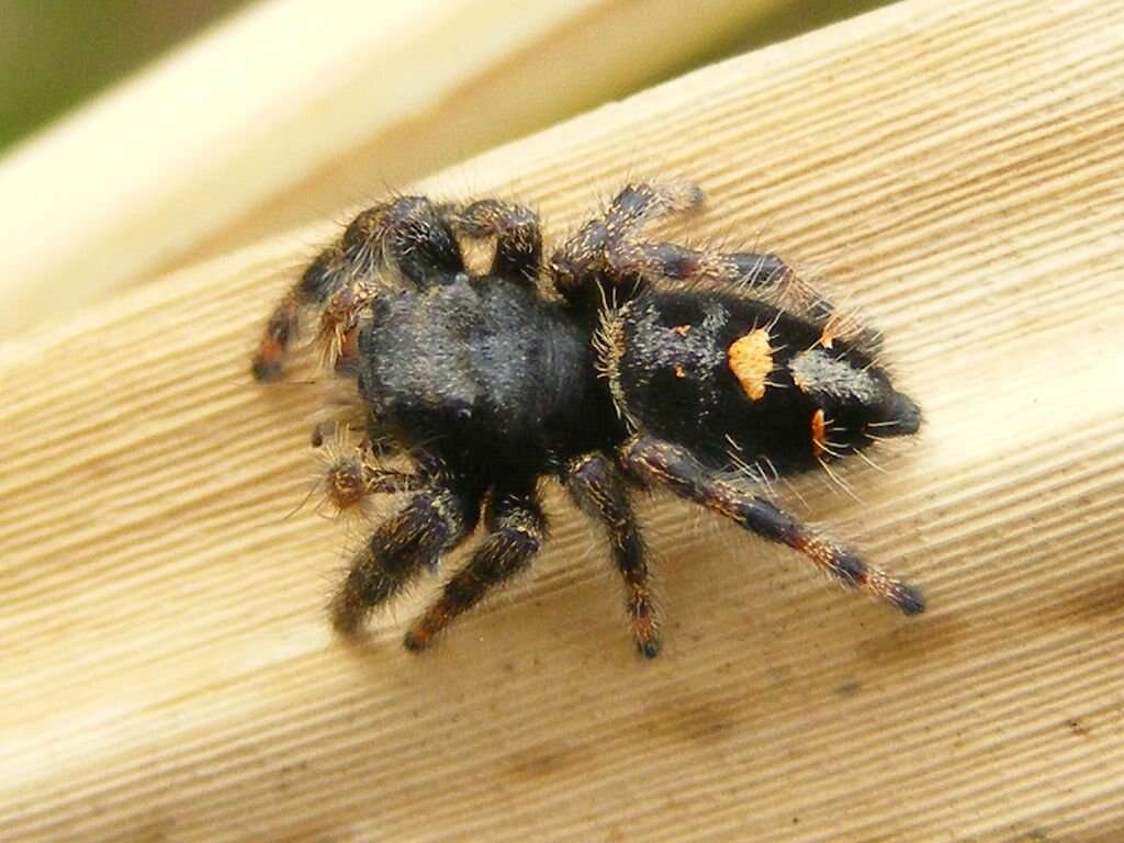 Phidippus audax (Hentz 1845) resmi