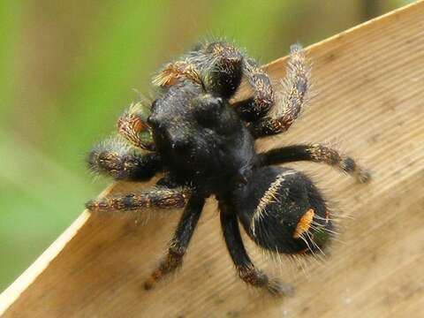 Phidippus audax (Hentz 1845) resmi