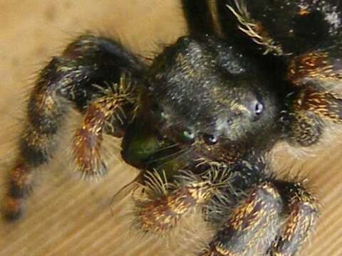 Phidippus audax (Hentz 1845) resmi