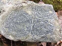 Image of porpidia lichen