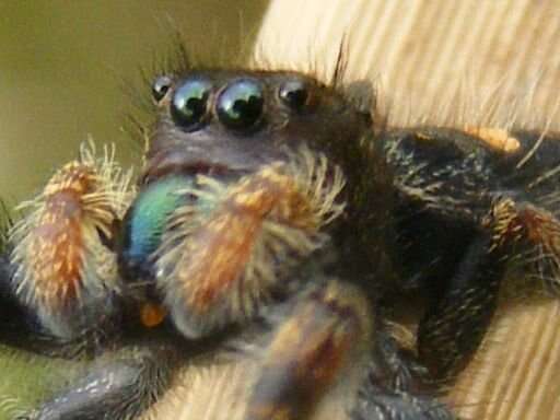 Phidippus audax (Hentz 1845) resmi