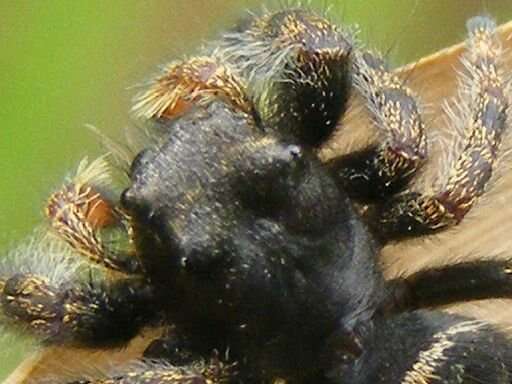 Phidippus audax (Hentz 1845) resmi