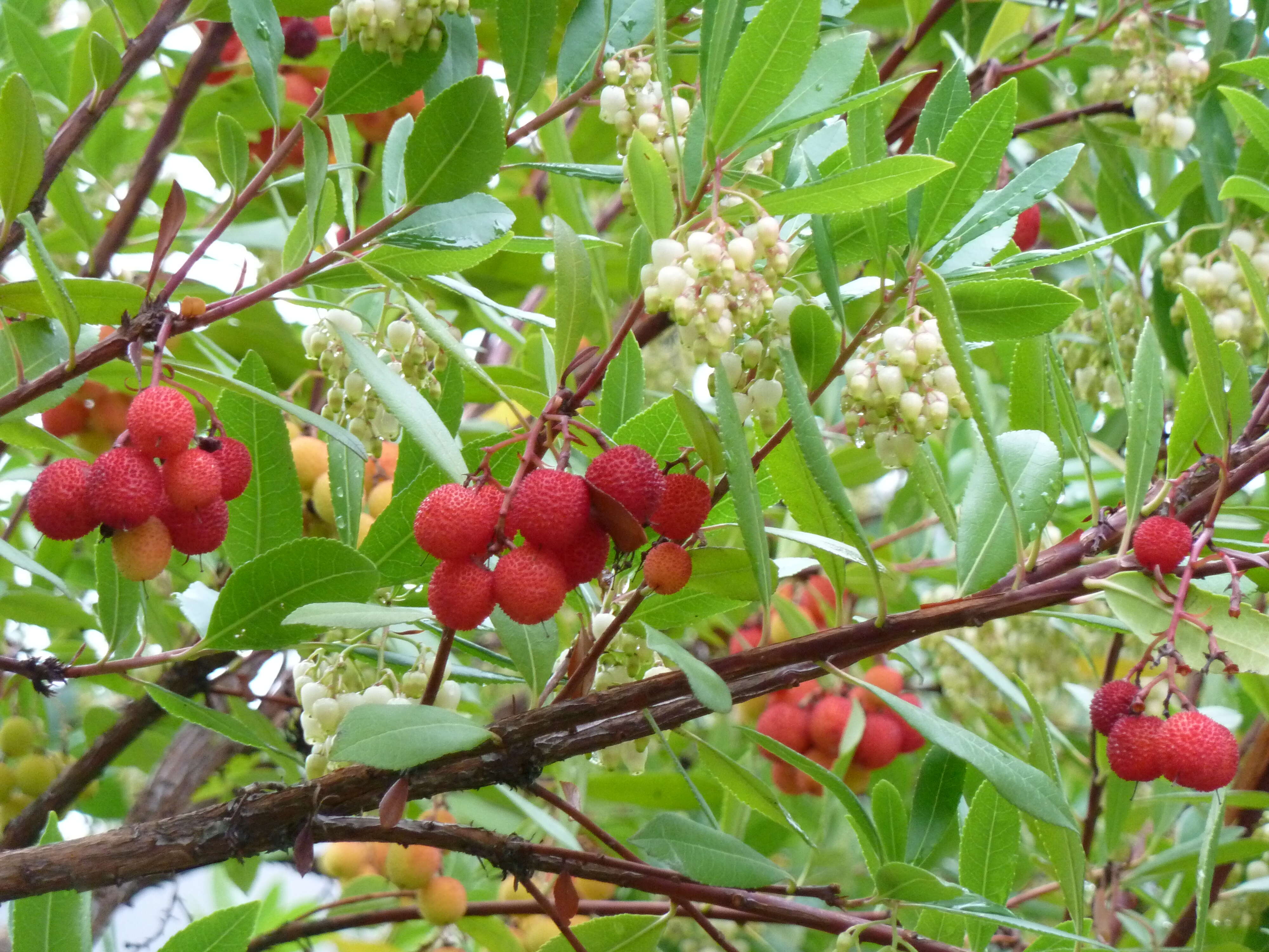 Image of strawberry tree