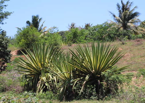 Agave angustifolia var. angustifolia resmi