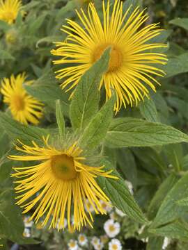 Image of Hooker's inula