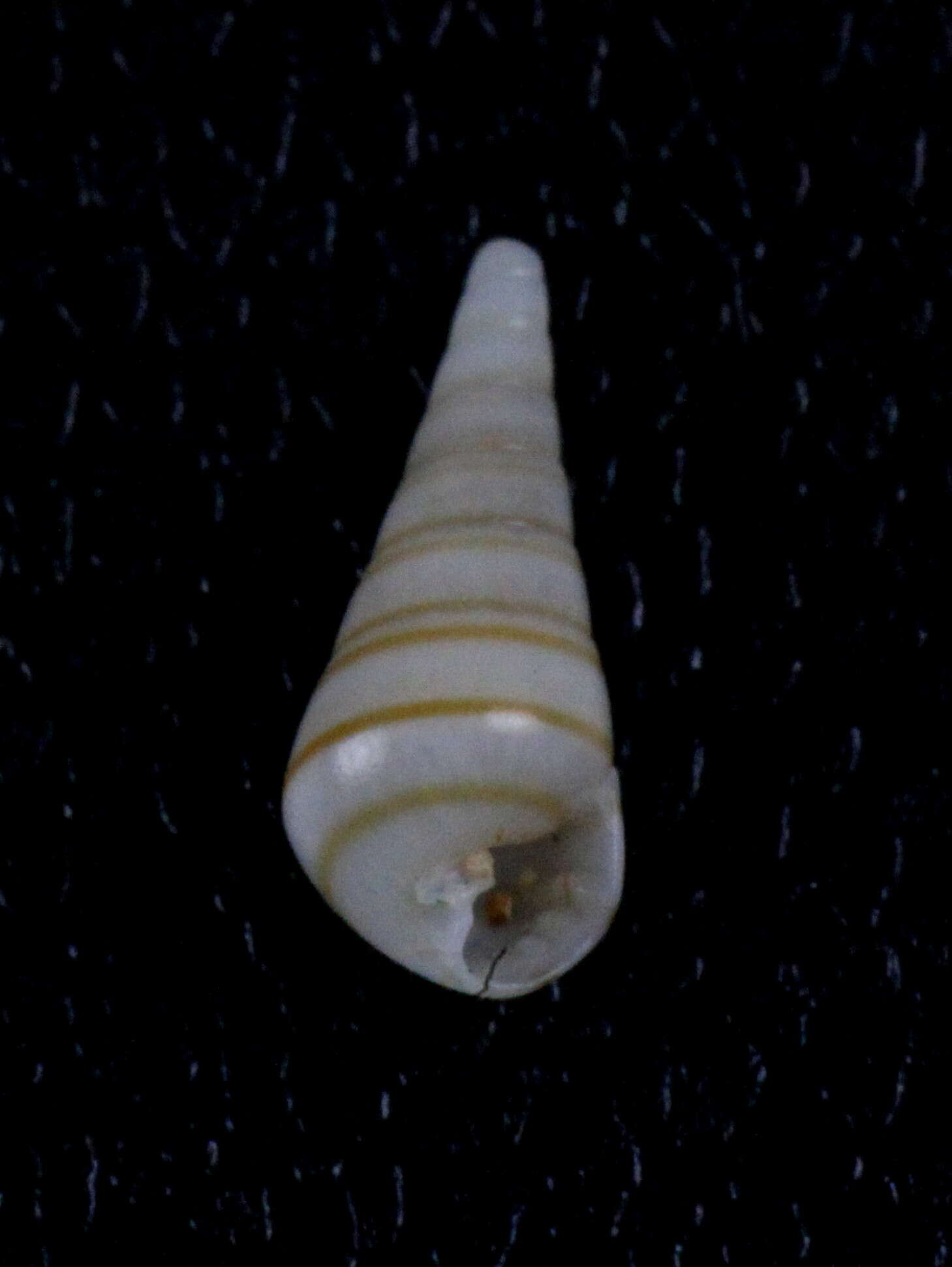 Image de Pyramidella dolabrata (Linnaeus 1758)