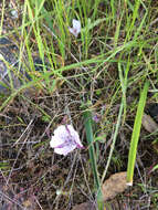 Image de Calochortus umbellatus Alph. Wood