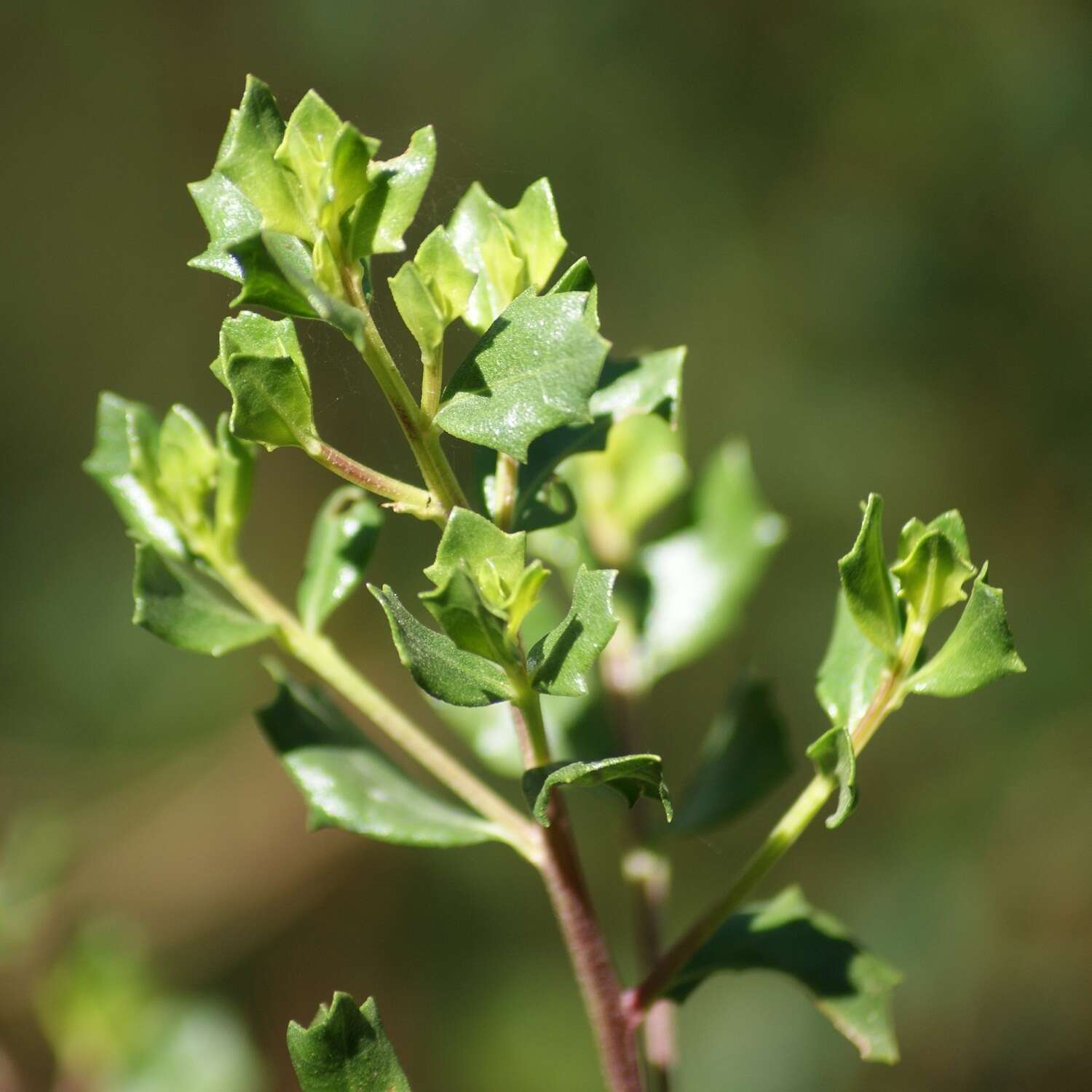 Image of Baccharis conferta Kunth