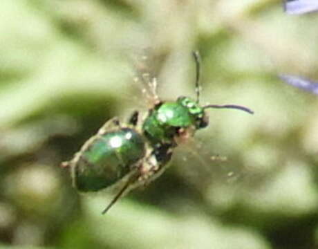 Image of Augochlorella aurata (Smith 1853)