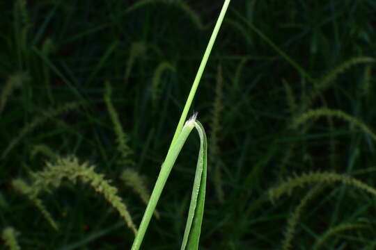 Image of Setaria chondrachne (Steud.) Honda